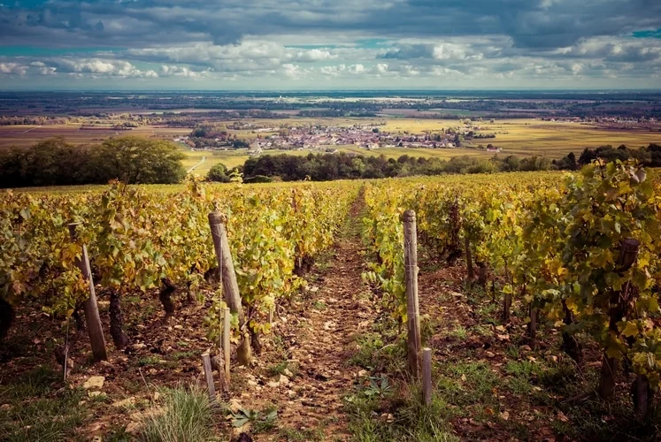 Vignoble de Bourgogne illustrant l’offre vin de Vectoeur.