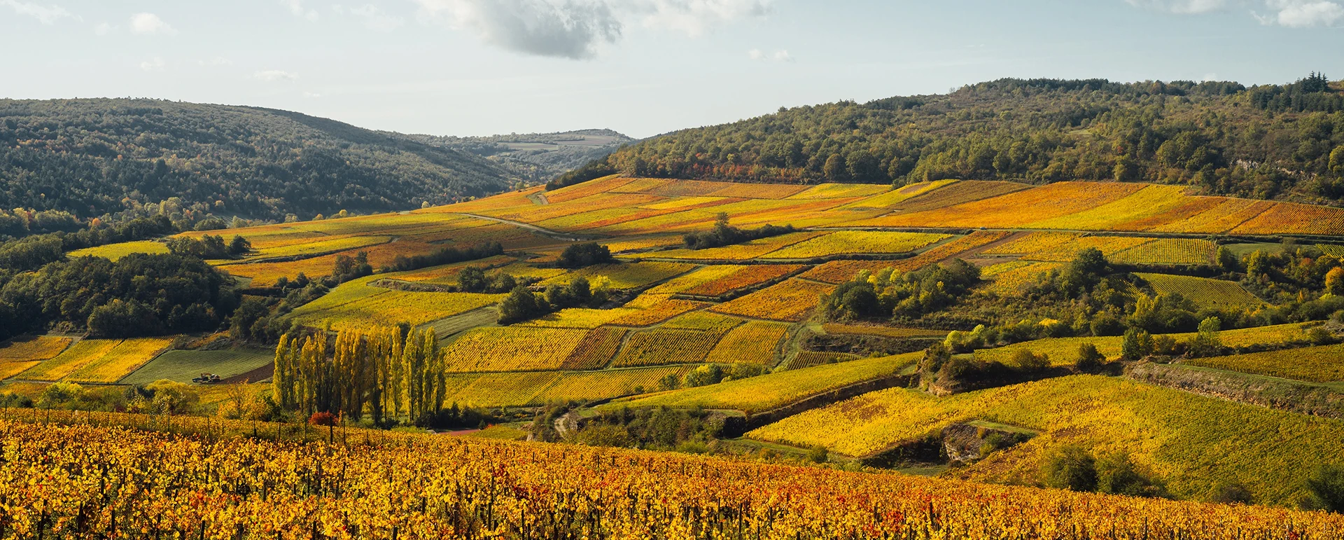 Panorama de vignes en automne publié par Grands Bourgognes.